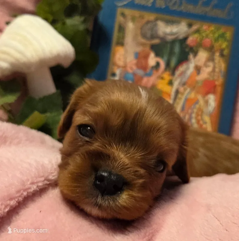 Alice in Wonderland  – Cavalier King Charles Spaniel puppy on hold in Lancaster, OH