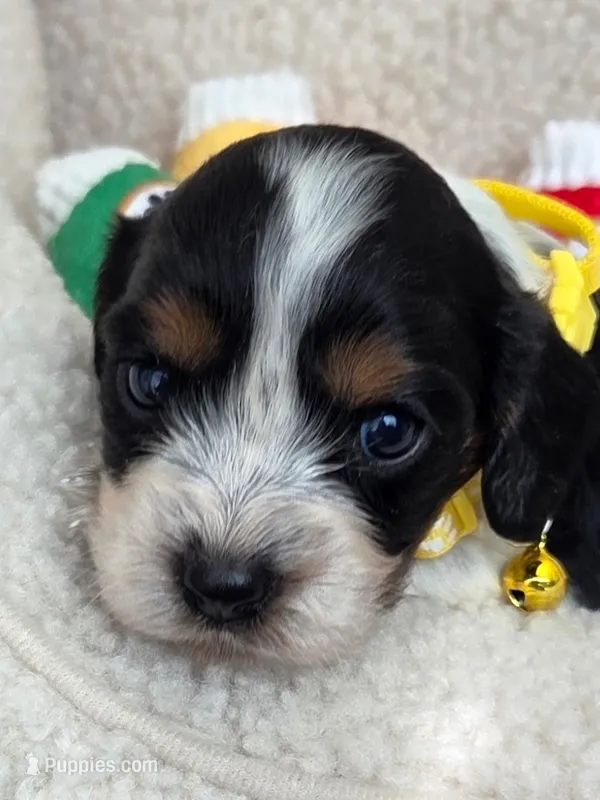FrankFURter – Cavalier King Charles Spaniel, Miniature Dachshund puppy for sale in Lancaster, OH