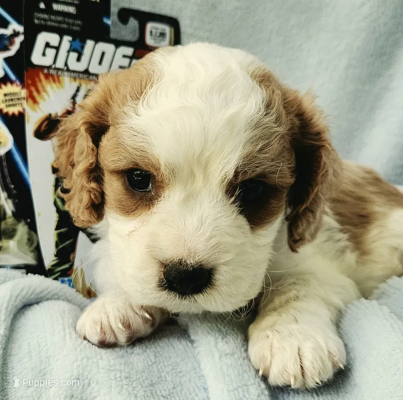 G I Joe – Cavalier King Charles Spaniel, Cavachon puppy for sale in Lancaster, OH