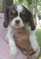 Sparkler , a female Cavalier King Charles Spaniel for sale in Lancaster, OH – 7 of 7