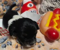 Sausage Patty, a female Cavalier King Charles Spaniel and Miniature Dachshund for sale in Lancaster, OH – 4 of 10
