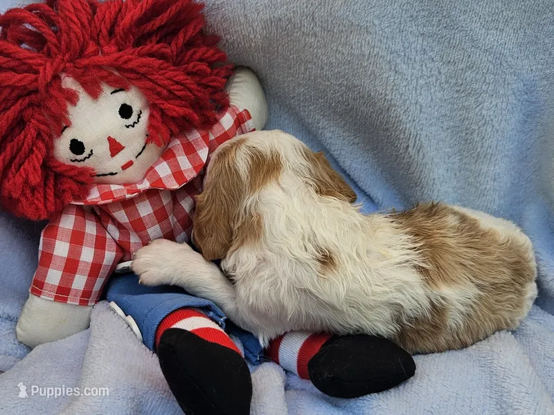 Raggedy Andy – Cavalier King Charles Spaniel, Cavachon puppy for sale in Lancaster, OH