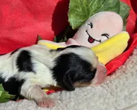 Bouncy Banana , a male Cavalier King Charles Spaniel for sale in Lancaster, OH – 8 of 9