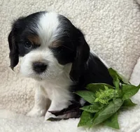 Basil AKC chocolate carrier , a male Cavalier King Charles Spaniel for sale in Lancaster, OH – 3 of 9