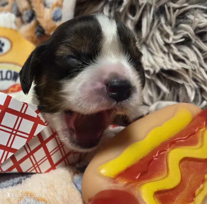 Banger – Cavalier King Charles Spaniel, Miniature Dachshund puppy for sale in Lancaster, OH
