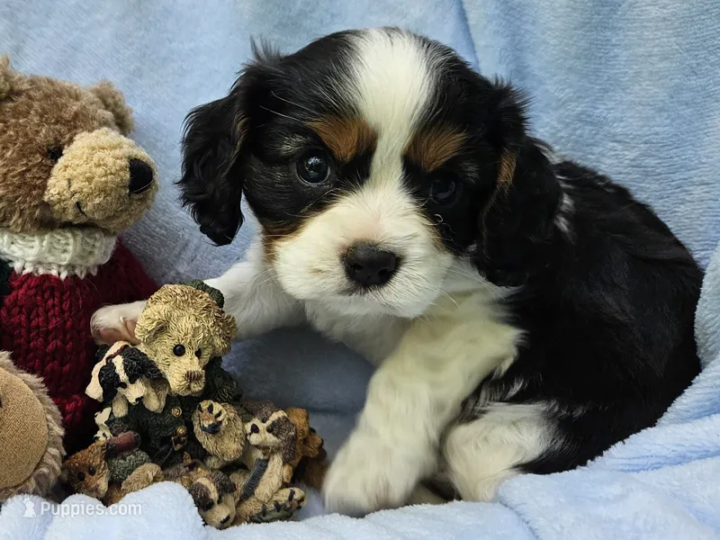 Boyds Bear akc  – Cavalier King Charles Spaniel puppy for sale in Lancaster, OH