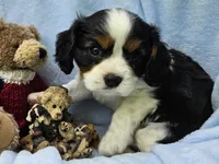 Boyds Bear akc , a male Cavalier King Charles Spaniel for sale in Lancaster, OH – 3 of 10