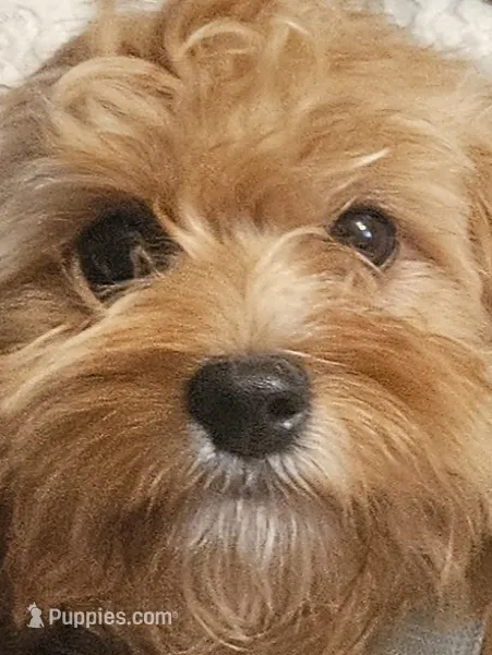 Mia Jewels / House Trained  – Cavapoo puppy for sale in Lancaster, OH