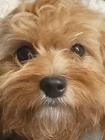 Mia Jewels / House Trained , a female Cavapoo for sale in Lancaster, OH – 2 of 9