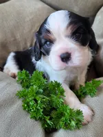 Parsley , a male Cavalier King Charles Spaniel for sale in Lancaster, OH – 3 of 8
