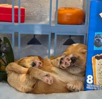 Blueberry Puptart, a male Cockapoo and Bichpoo for sale in Lancaster, OH – 2 of 9