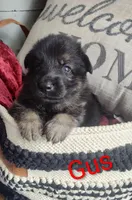 Gus, a male German Shepherd Dog for sale in Lancaster, OH – 1 of 2