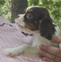 Sparkler , a female Cavalier King Charles Spaniel for sale in Lancaster, OH – 6 of 7