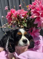 Winnie , a female Cavalier King Charles Spaniel for sale in Lancaster, OH – 5 of 10