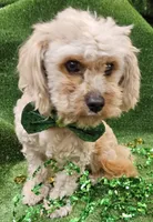 El Guapo, a male Cavachon for sale in Lancaster, OH – Photo 4 of 7