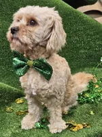 El Guapo, a male Cavachon for sale in Lancaster, OH – Photo 7 of 7