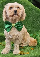 El Guapo, a male Cavachon for sale in Lancaster, OH – Photo 2 of 7