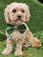 El Guapo, a male Cavachon for sale in Lancaster, OH – Photo 1 of 7