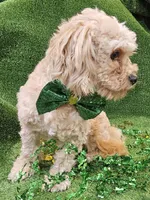 El Guapo, a male Cavachon for sale in Lancaster, OH – Photo 5 of 7