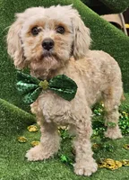El Guapo, a male Cavachon for sale in Lancaster, OH – Photo 3 of 7