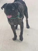 Pepper akc, a male Pug for sale in Lancaster, OH – 2 of 6