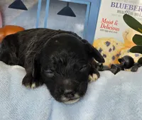 Blueberry Muffin hypoallergenic , a female Cockapoo and Bichpoo for sale in Lancaster, OH – 9 of 9