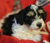 Victor , a male Poodle - Miniature  and Bichpoo for sale in Lancaster, OH – 4 of 9