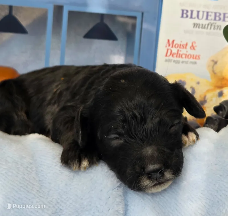Blueberry Muffin  – Cockapoo, Bichpoo puppy for sale in Lancaster, OH