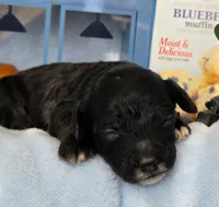 Blueberry Muffin hypoallergenic , a female Cockapoo and Bichpoo for sale in Lancaster, OH – 1 of 9