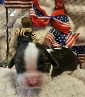 Patriot, a male Cavalier King Charles Spaniel for sale in Lancaster, OH – 9 of 10