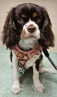 Emerald Faerie - pet only, a female Cavalier King Charles Spaniel for sale in Lancaster, OH – 3 of 9