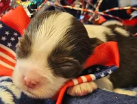 Patriot, a male Cavalier King Charles Spaniel for sale in Lancaster, OH – 4 of 9