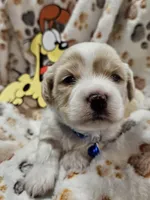 Odie, a male Cavachon for sale in Lancaster, OH – Photo 10 of 10