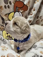 Odie, a male Cavachon for sale in Lancaster, OH – Photo 6 of 10