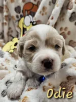 Odie, a male Cavachon for sale in Lancaster, OH – Photo 8 of 10