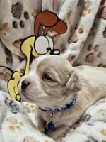 Odie, a male Cavachon for sale in Lancaster, OH – Photo 3 of 10