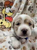 Odie, a male Cavachon for sale in Lancaster, OH – Photo 5 of 10