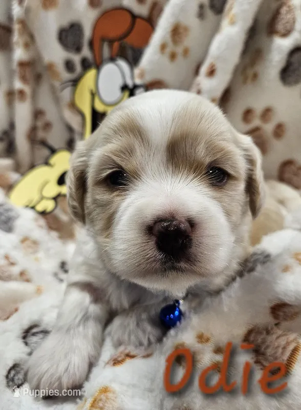 Odie – Cavachon puppy for sale in Lancaster, OH