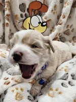 Odie, a male Cavachon for sale in Lancaster, OH – Photo 4 of 10