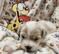 Odie, a male Cavachon for sale in Lancaster, OH – Photo 7 of 10