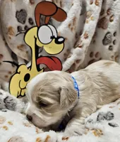 Odie, a male Cavachon for sale in Lancaster, OH – Photo 9 of 10