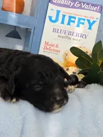 Blueberry Muffin hypoallergenic , a female Cockapoo and Bichpoo for sale in Lancaster, OH – 7 of 9