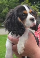 Smoky Bear akc choc carrier , a male Cavalier King Charles Spaniel for sale in Lancaster, OH – 8 of 10