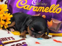 Carmello akc, a female Cavalier King Charles Spaniel for sale in Lancaster, OH – 2 of 10