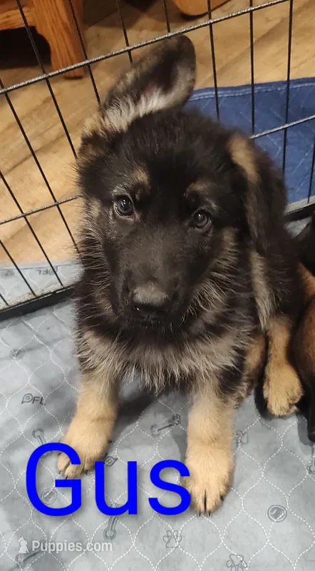 Gus – German Shepherd Dog puppy for sale in Lancaster, OH