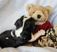 Boyds Bear akc , a male Cavalier King Charles Spaniel for sale in Lancaster, OH – Photo 10 of 10