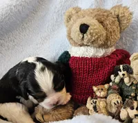 Boyds Bear akc , a male Cavalier King Charles Spaniel for sale in Lancaster, OH – Photo 8 of 10