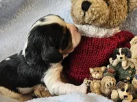Boyds Bear akc , a male Cavalier King Charles Spaniel for sale in Lancaster, OH – Photo 6 of 10