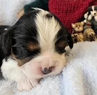 Boyds Bear akc , a male Cavalier King Charles Spaniel for sale in Lancaster, OH – Photo 4 of 10