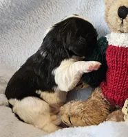 Boyds Bear akc , a male Cavalier King Charles Spaniel for sale in Lancaster, OH – Photo 3 of 10